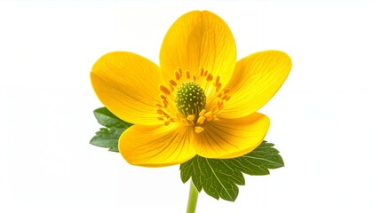 Vibrant Yellow Buttercup Flower Isolated on White Background.