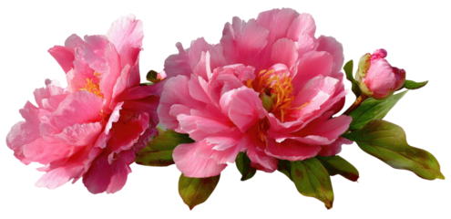A cluster of fully bloomed and budding pink blossoms, green leaves accent against a dark backdrop