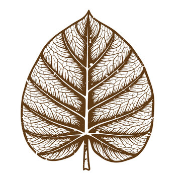 Drawing Vintage grunge  texture Brown leaf with detailed veins on white background  illustration of a leaf with visible venation