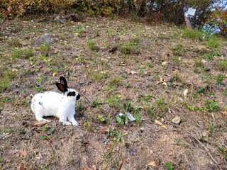 마른 풀밭 위를 누비며 자연의 생기를 전하는 얼룩무늬 토끼의 평화로운 모습