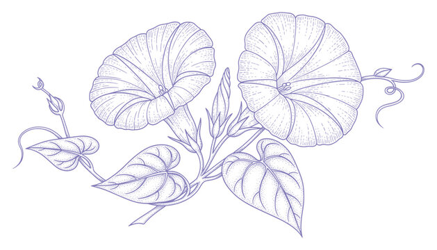 Delicate line art of twisting vine leaves and tendrils in elegant botanical drawing style
