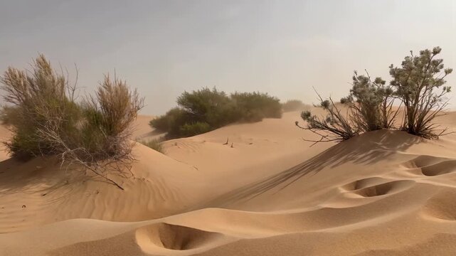Vegetation landscape in desert Tenacious plants in desert