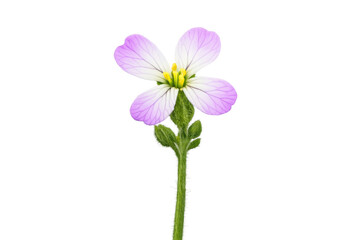 Wild radish flower isolated, showing delicate pink and white petals on a green stem, botanical illustration with transparent background