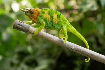 Johnston’s chameleon (Trioceros johnstoni) perched on a branch in the Rwenzori Mountains, Uganda. Rare horned chameleon in montane rainforest, showcasing camouflage, adaptation and Africas wildlife © MatousVins