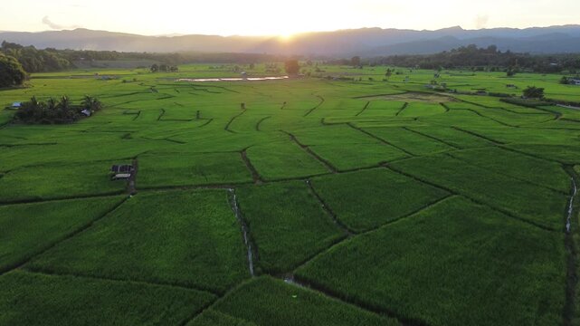Aerial rice field paddy agriculture green sunset over mountain landscape, rural valley farmland with winding irrigation path, patchwork paddies, calm light, fresh crop texture