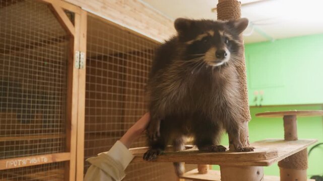 Playful raccoon bonding with white boy inside shelter, child reaches out to pet raccoon on platform, handler oversight, closeup whisker details, trust and education moment in rehab environment