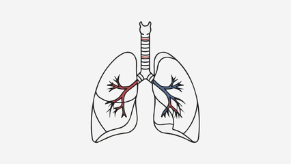 Human Lungs Anatomy Illustration Medical Science.