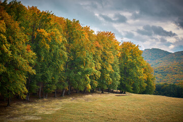 Obraz premium landscape with colorful autumn forest