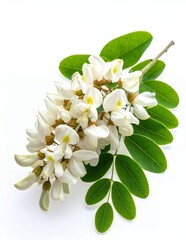 Fototapeta premium Elegant White Acacia Flowers and Lush Green Leaves on a Delicate Branch.