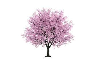 Obraz premium A single, perfectly formed cherry blossom tree in full bloom with soft pink blossoms and dark trunk, against immaculate transparent studio background, shadowless, natural beauty