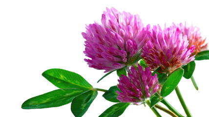 Pink clover flower blossoms with green leaves botanical macro photography natural wild plant detailed texture isolated on white background