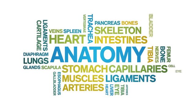 Anatomy animated word cloud-text design animation tag kinetic typography seamless loop.