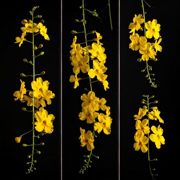 Radiant Yellow Flowers Against a Stark Black Backdrop - A Botanical Study.