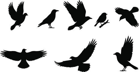 Obraz premium Black bird silhouette collection, flying and perched bird shapes, wildlife nature illustration set, animal shadow icons, isolated background