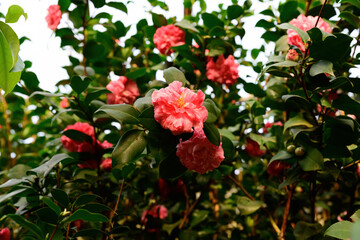 Camellia japonica with coral pink flowers blooming on evergreen shrub in garden sunlight. Ornamental plant with glossy leaves and lush floral display.