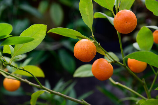 Calamondin fruits hanging on green branches with glossy leaves. Tropical citrofortunella hybrid of mandarin and kumquat grown as ornamental plant.