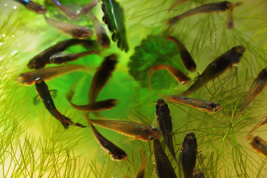 Female guppy endler in freshwater aquarium. Poecilia reticulata.