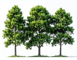 Obraz premium Three Lush Green Trees Standing Tall in a Row.