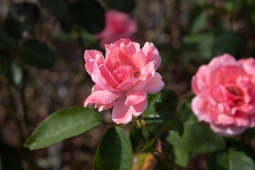 a pink rose stands out in the garden