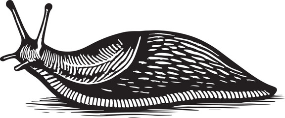Snail vintage engraving black and white vector illustration © toomotion