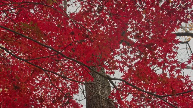 Looking up through dense branches of vibrant red Japanese maple leaves against a bright sky.