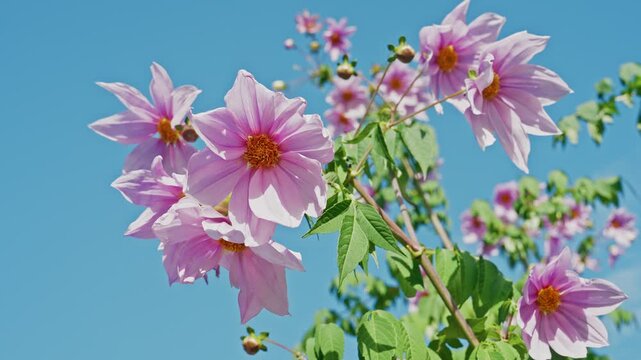 A vibrant cluster of pale pink tree dahlia flowers blooming on green stalks against a bright, cloudless blue sky.