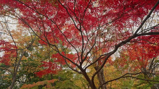 Cinematic view of a sprawling Japanese maple tree with deep red leaves against a bright autumn sky.