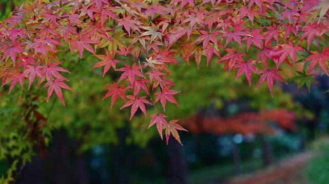 Close-up of red maple leaves (momiji) with soft bokeh, capturing the beauty of autumn foliage.