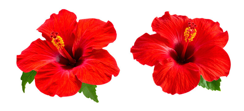 set  of two hibiscus flower head cutout, red flowers cut out isolated on transparent background