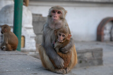widespread Rhesus Macaque in Swayambhunath Stupa in Kathmandu, Nepal