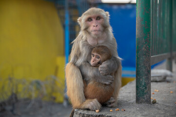 widespread Rhesus Macaque in Swayambhunath Stupa in Kathmandu, Nepal