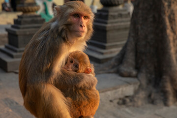 widespread Rhesus Macaque in Swayambhunath Stupa in Kathmandu, Nepal
