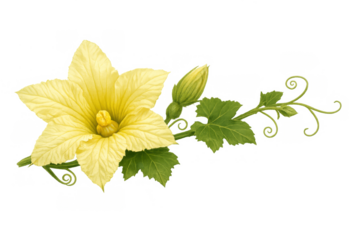 Squash blossom botanical illustration with yellow flower, leaves, bud, and tendrils on transparent background
