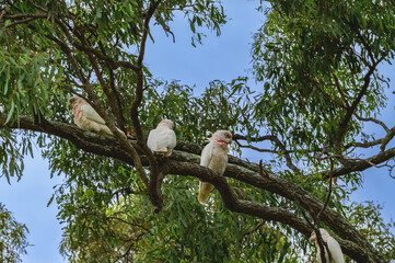 Fototapeta premium The photo was taken in the morning of December 2025 at the Australian Botanic Garden Mount Annan , showing people enjoying outdoor activities and leisure time.