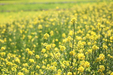 Obraz premium 菜の花畑のある風景