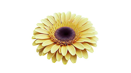 Yellow Gerbera Daisy Flower