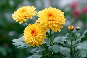 Obraz premium Yellow blooming chrysanthemum flowers in autumn garden