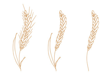 Set of hand drawn cereal wheat oat rye barley rice ears spikelet clipart Organic wheat bread agriculture farming harvest healthy food Single element for design print packaging label decor