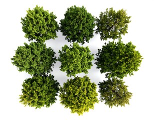 Obraz premium Nine uniformly spaced green, leafy trees, shot from above, set on a white background, creating an attractive and orderly visual