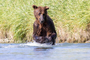 A wild coastal brown bear fishes for salmon in a stream in the backcountry of Katmai National Park...