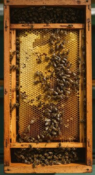 Close-up view of a busy wooden apiary hive box containing frames filled with golden honeycombs and thousands of working insect colonies ,hive ,structure ,nature