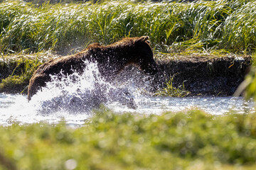 A wild coastal brown bear fishes for salmon in a stream in the backcountry of Katmai National Park...