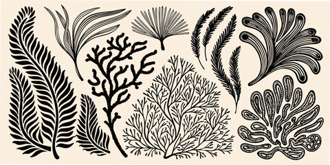 a detailed botanical illustration showcasing various fern and seaweed leaf patterns © Sudebi