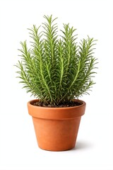 Fresh Rosemary Herb Plant in Pot Isolated on White