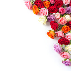 Colorful mixed roses border on white background with copy space