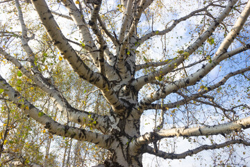 Thick branches of a birch tree in autumn, empty tree branches against a blue sky with clouds