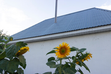 Sunflowers against the backdrop of a white-walled house with a galvanized iron roof and a blue sky in the background