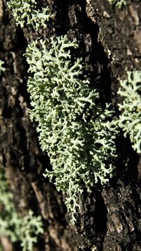 Close Up of Tree Bark with Green Lichen Growing, a Natural and Textured Display