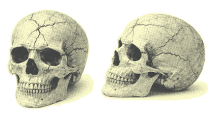 Human Skull Front and Side View Vintage Engraving Illustration isolated on transparent background, generative ai