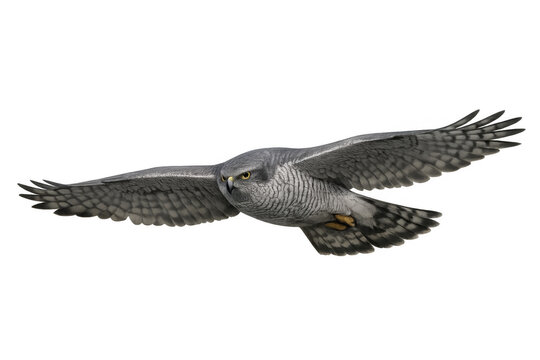 Northern goshawk raptor flying with wings spread, isolated bird of prey in predatory action on transparent background
